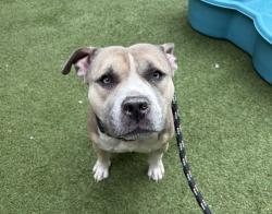 Shelter Stray Male Dog last seen Apt 5E,720 Tiffany Street, BRONX, NY, 10474, 326 E 110th St, New York, NY 10029, USA