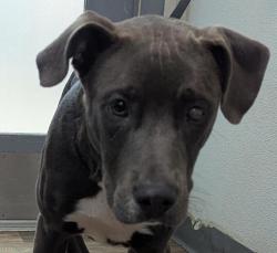 Shelter Stray Male Dog last seen Near Landis Street, San Diego, CA, 92105, 5500 Gaines St, San Diego, CA 92110, USA