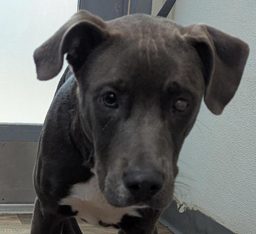 Shelter Stray Male Dog last seen Near Landis Street, San Diego, CA, 92105, 5500 Gaines St, San Diego, CA 92110, USA