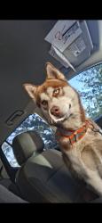 Reunited Male Dog last seen Johnson road, Milton, FL 32583