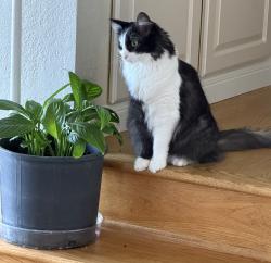 Reunited Male Cat last seen Castle Gate Rd., Walnut Creek, CA 94595