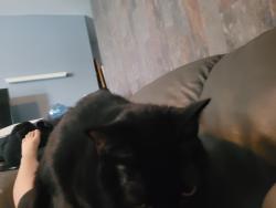 Lost Female Cat last seen old fifty, Clermont, FL 34715