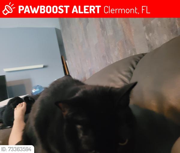 Lost Female Cat last seen old fifty, Clermont, FL 34715