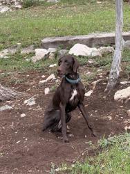 Lost Female Dog last seen High Mountain Ranch Subdivision, Rio Medina, TX 78253