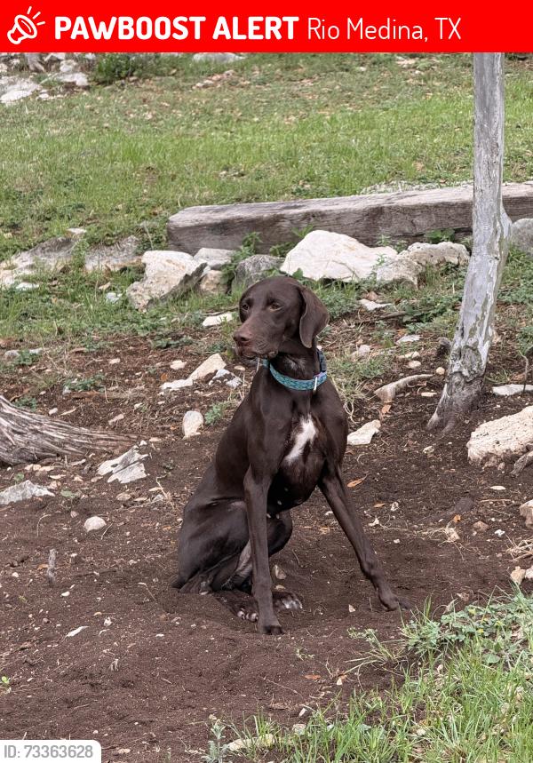 Lost Female Dog last seen High Mountain Ranch Subdivision, Rio Medina, TX 78253