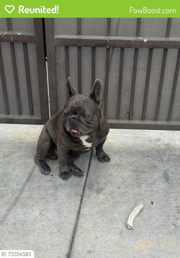 Reunited Male Dog last seen Monument parkway, Perris, CA 92570
