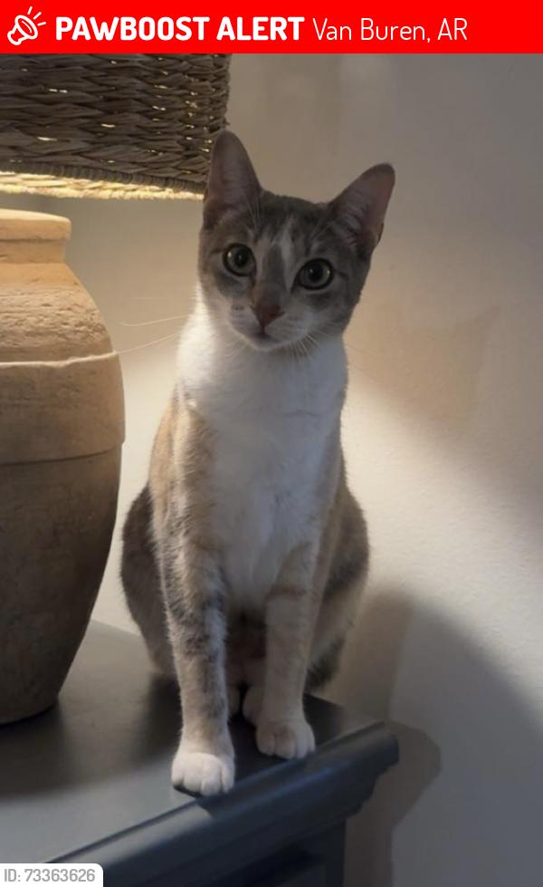 Lost Female Cat last seen Joyce Lane and Pleasant Valley, Van Buren, AR 72956