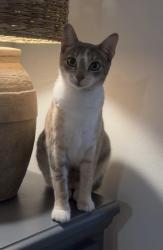 Lost Female Cat last seen Joyce Lane and Pleasant Valley, Van Buren, AR 72956