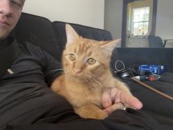 Lost Male Cat last seen Loyola ave, New Orleans, LA 70115