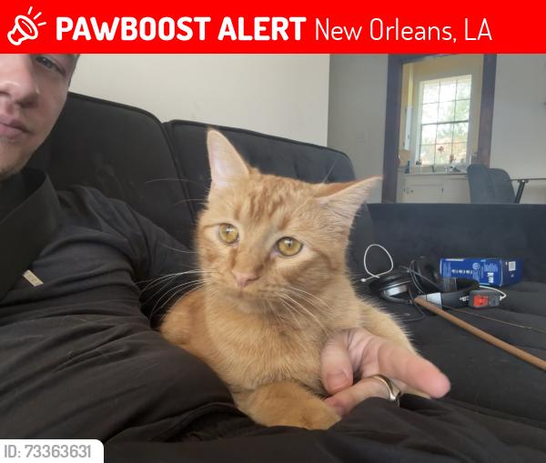 Lost Male Cat last seen Loyola ave, New Orleans, LA 70115
