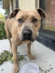 Found/Stray Male Dog last seen Iris way, Louisville, KY 40220