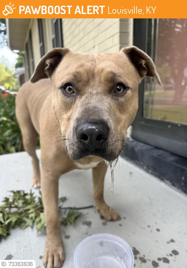 Found/Stray Male Dog last seen Iris way, Louisville, KY 40220