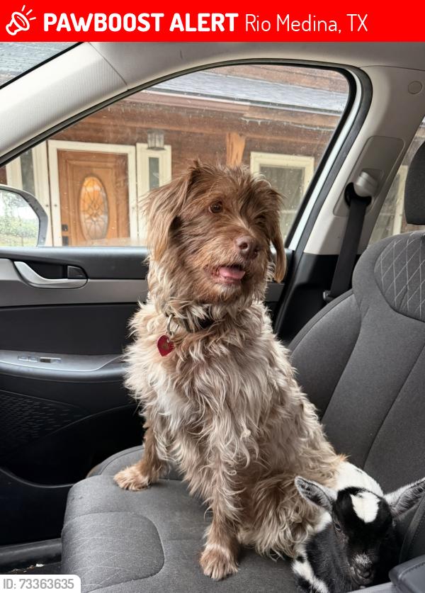 Lost Female Dog last seen High Mountain Ranch Subdivision, Rio Medina, TX 78253