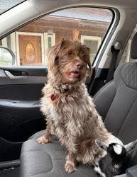 Lost Female Dog last seen High Mountain Ranch Subdivision, Rio Medina, TX 78253