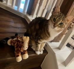 Lost Female Cat last seen American lotus, potranco, San Antonio, TX 78245