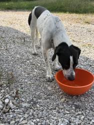 Found/Stray Unknown Dog last seen st. Joseph Ave and North Main St, O'Fallon, MO 63366