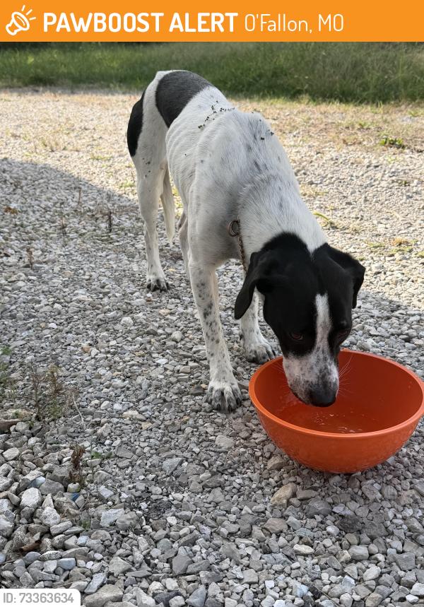 Found/Stray Unknown Dog last seen st. Joseph Ave and North Main St, O'Fallon, MO 63366