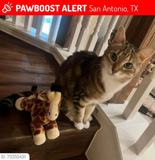 Lost Female Cat last seen American lotus, potranco, San Antonio, TX 78245