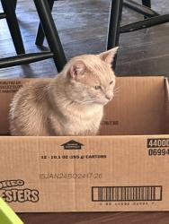 Lost Male Cat last seen Hwy 53 and Harvest Rd, Harvest, AL 35749