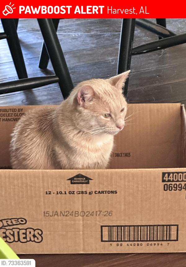 Lost Male Cat last seen Hwy 53 and Harvest Rd, Harvest, AL 35749