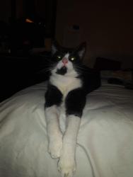 Lost Female Cat last seen Budget suites, Dallas, TX 75220
