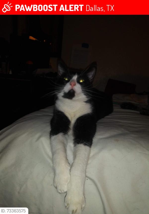 Lost Female Cat last seen Budget suites, Dallas, TX 75220