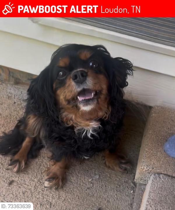 Lost Female Dog last seen Near coffee lane Loudon TN, Loudon, TN 37774