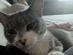 Lost Female Cat last seen Millbourne Mall, Edmonton, AB T6K 0M9