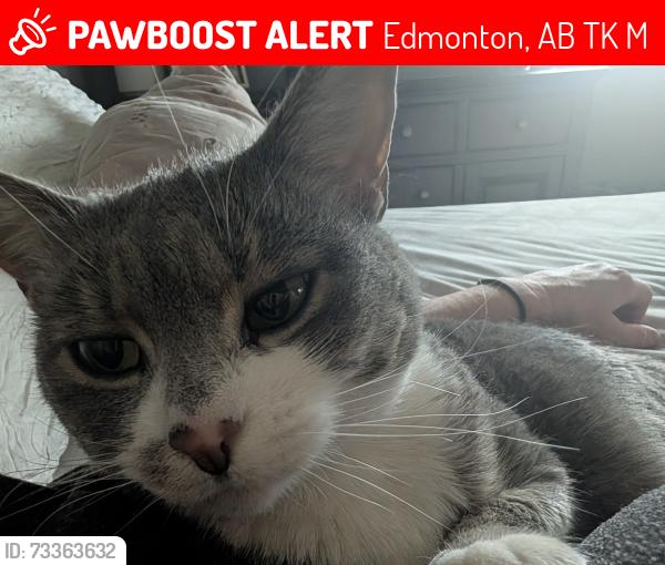 Lost Female Cat last seen Millbourne Mall, Edmonton, AB T6K 0M9