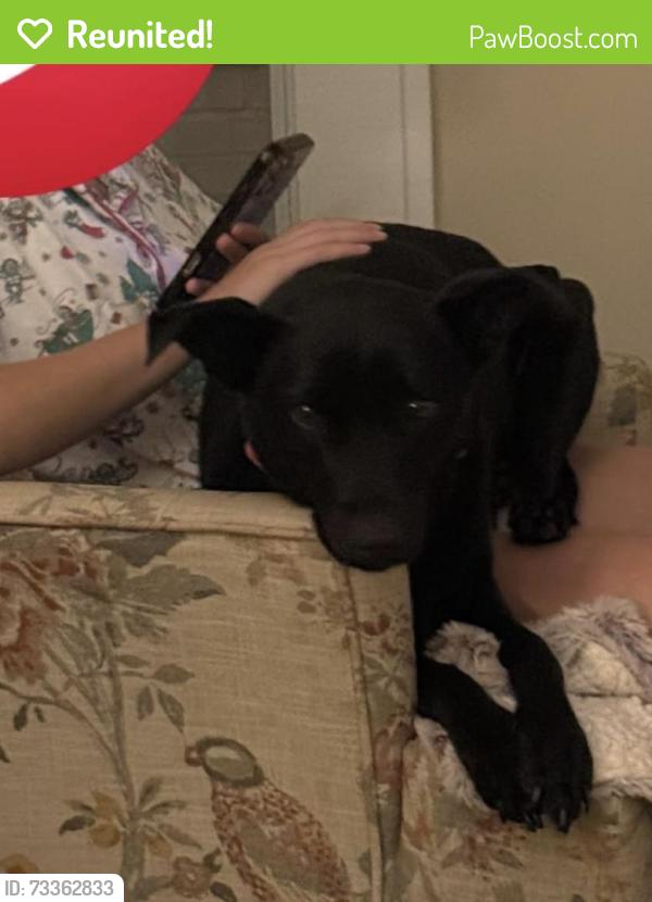 Reunited Female Dog last seen Ingleside village pizza, Macon, GA 31204