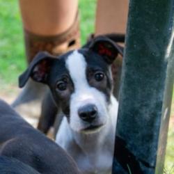 Shelter Stray Female Dog last seen , 2951 S 1st St, Cabot, AR 72023, USA