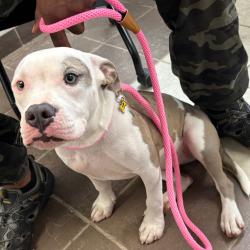 Shelter Stray Female Dog last seen , 4900 Milgen Rd, Columbus, GA 31907, USA
