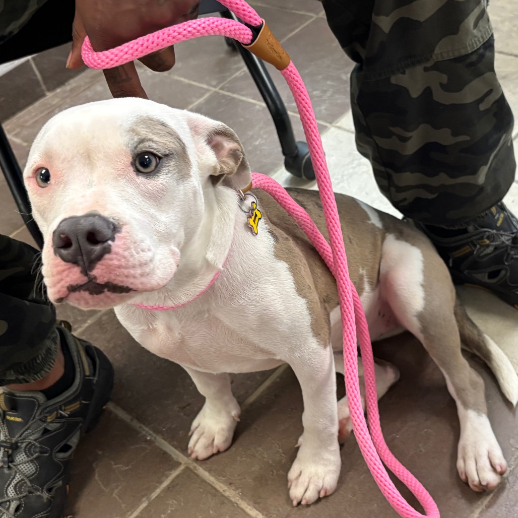 Shelter Stray Female Dog last seen , 4900 Milgen Rd, Columbus, GA 31907, USA