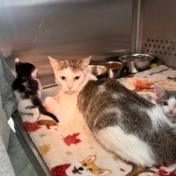 Shelter Stray Female Cat last seen , 3428 S Jenkins Ave, Norman, OK 73072, USA