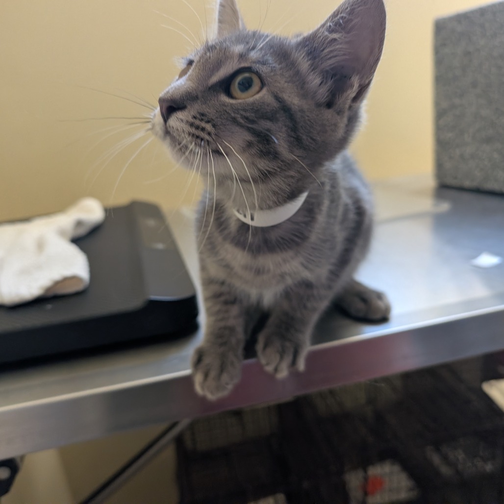 Shelter Stray Male Cat last seen , 361 S Raymond Ave, Pasadena, CA 91105, USA