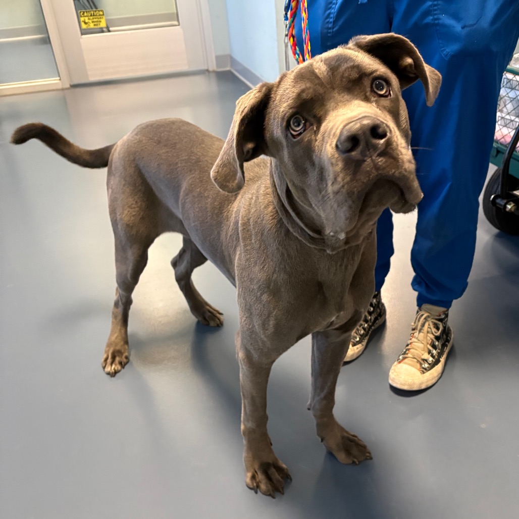 Shelter Stray Female Dog last seen , 980 Guilford College Rd, Greensboro, NC 27409, USA