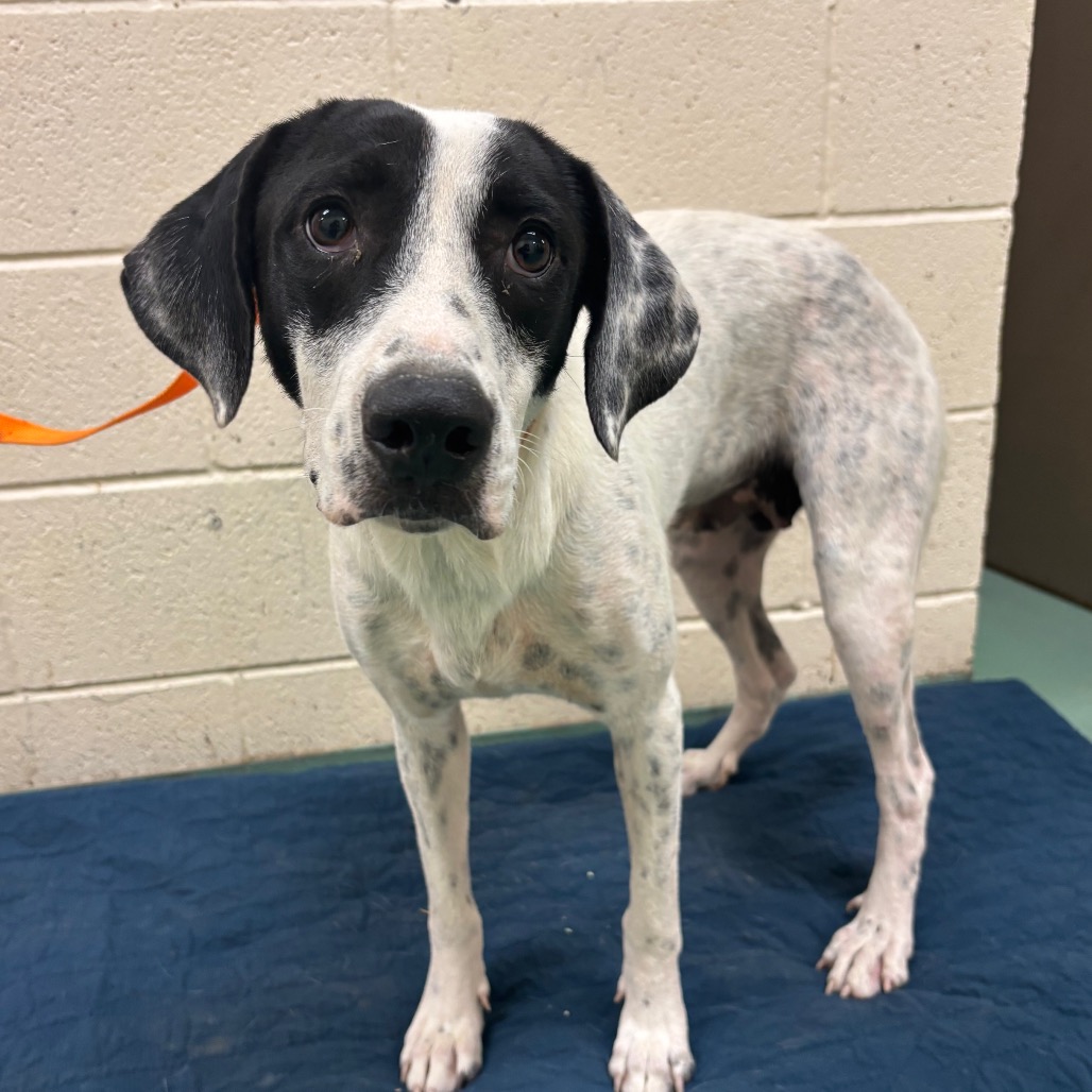 Shelter Stray Female Dog last seen , 2350 Appling City Cove, Memphis, TN 38133, USA