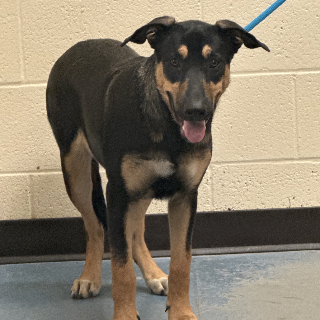 Shelter Stray Female Dog last seen , 2350 Appling City Cove, Memphis, TN 38133, USA