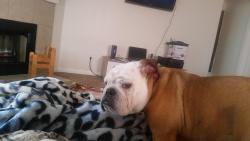 Lost Female Dog last seen Near Cheyenne st, Round Rock, TX. 78665, Round Rock, TX 78665