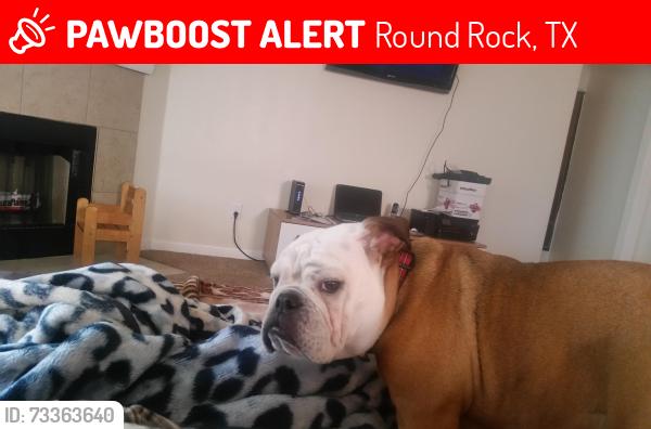Lost Female Dog last seen Near Cheyenne st, Round Rock, TX. 78665, Round Rock, TX 78665