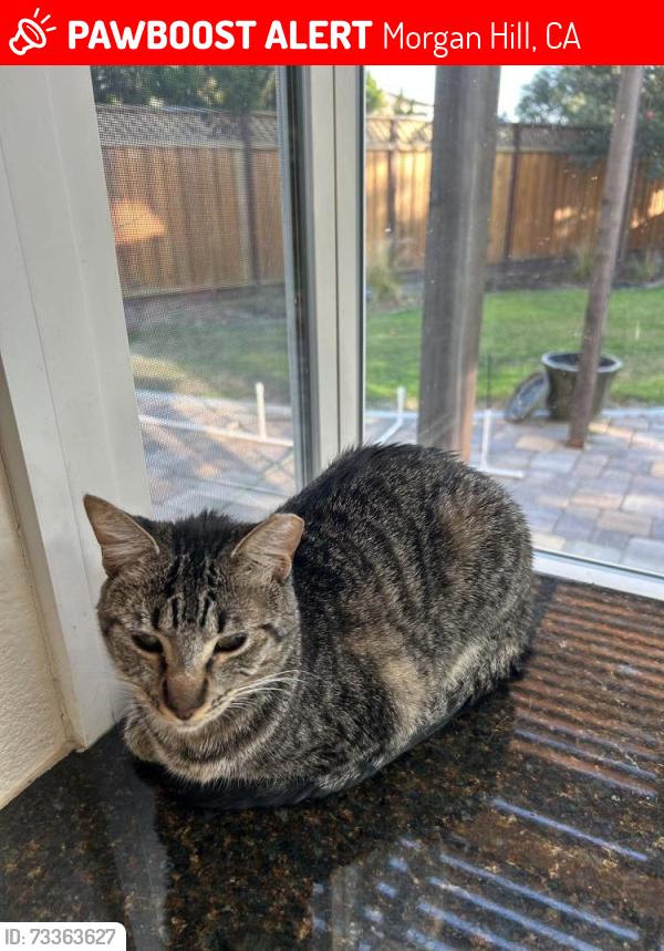 Lost Female Cat last seen Mission Avenida, Morgan Hill, CA 95037