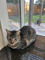 Lost Female Cat last seen Mission Avenida, Morgan Hill, CA 95037