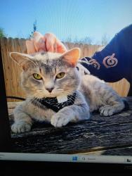Lost Male Cat last seen Laycock Rd.and Chimney Rock Rd, Hendersonville, NC 28792