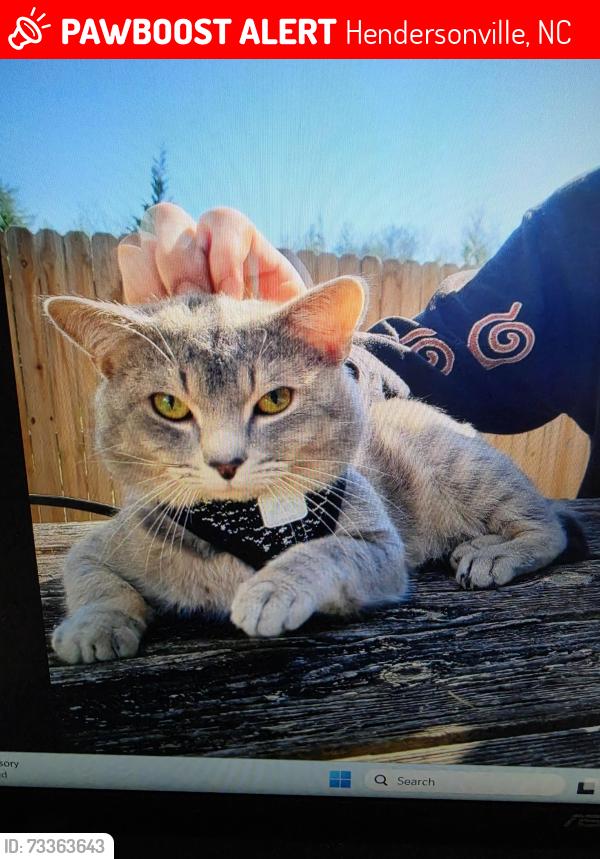 Lost Male Cat last seen Laycock Rd.and Chimney Rock Rd, Hendersonville, NC 28792