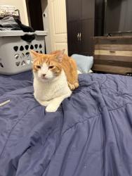 Lost Male Cat last seen Our front yard on Castleton Way. (Cambridge Bend Estates), Tyler, TX 75703