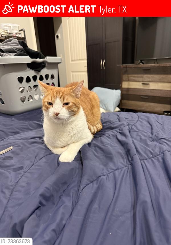 Lost Male Cat last seen Our front yard on Castleton Way. (Cambridge Bend Estates), Tyler, TX 75703