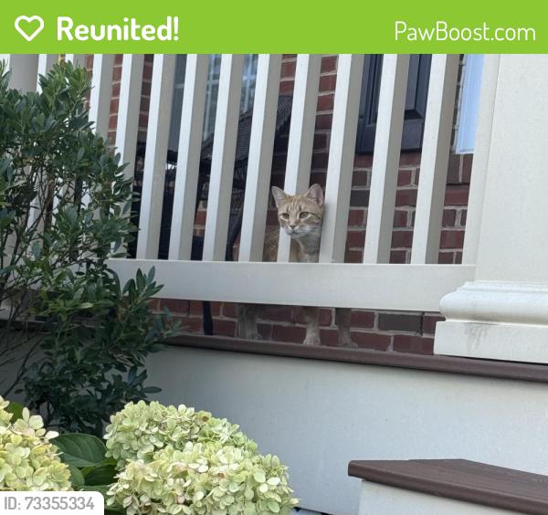 Reunited Female Cat last seen Wrathall Dr and cell and dr, Ashburn, VA 20148