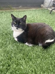 Lost Female Cat last seen Swingboat terrace, outing close, Southend-on-Sea, England 