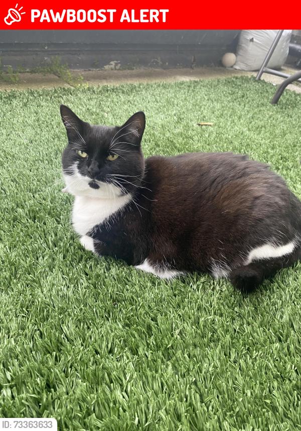 Lost Female Cat last seen Swingboat terrace, outing close, Southend-on-Sea, England 