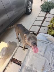 Found/Stray Female Dog last seen Compton Blvd and Wilmington Ave, Compton, CA 90220